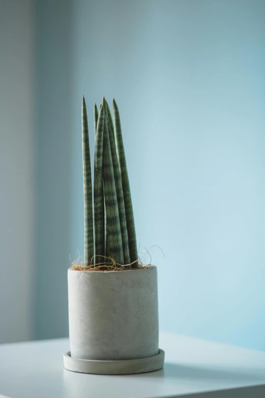 a close up of a potted plant on a table, inspired by Elsa Bleda, concrete art, tall spires, soft grey and blue natural light, spines, 200mm wide shot