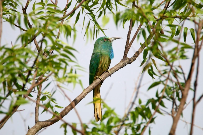 a colorful bird sitting on top of a tree branch, by Peter Churcher, hurufiyya, cyan and green, biodiversity, a tall, well preserved