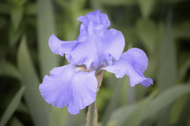 a close up of a purple flower on a plant, blue iris, 2022 photograph, high angle shot, photographs