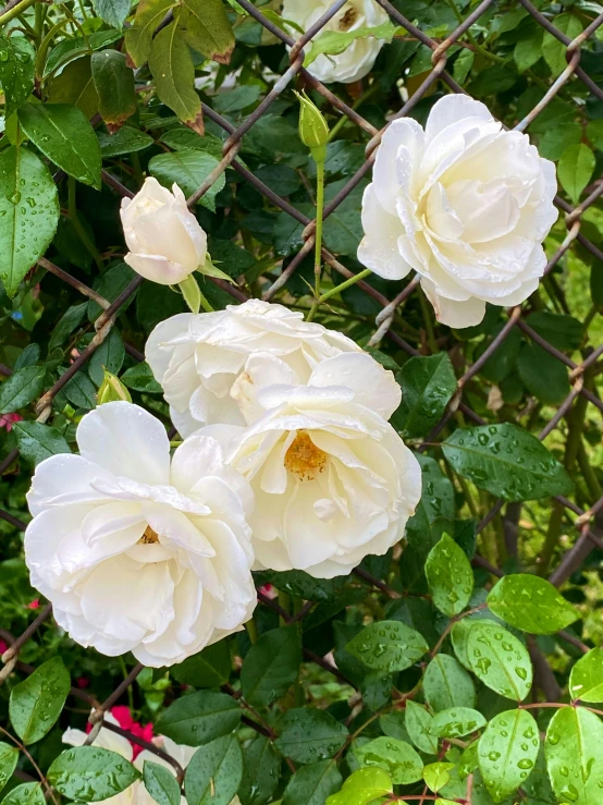 a bunch of white roses growing on a fence, inspired by Annie Rose Laing, highly polished, vanilla