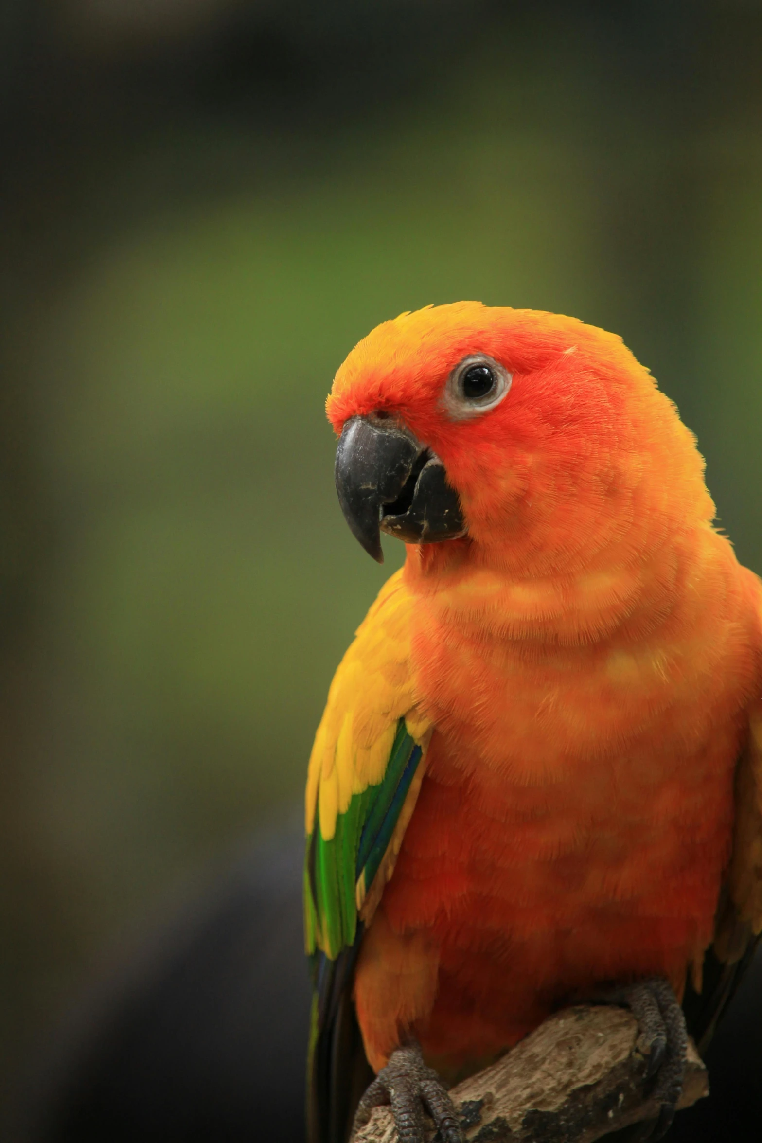 a colorful bird sitting on top of a tree branch, a portrait, pexels contest winner, renaissance, orange fluffy belly, parrot, red yellow, a tall