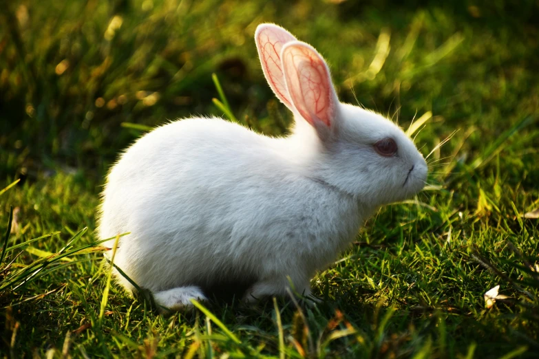 a white rabbit sitting on top of a lush green field