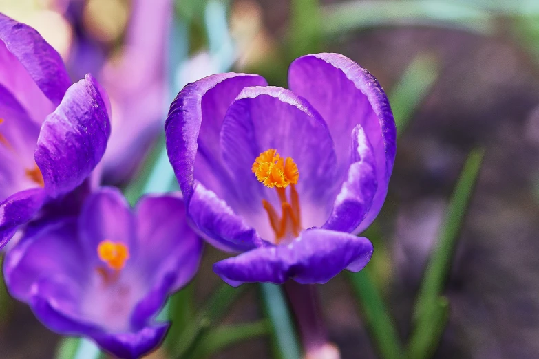 a couple of purple flowers sitting next to each other, by Carey Morris, pexels contest winner, early spring, deep purple and orange, celebration, glazed