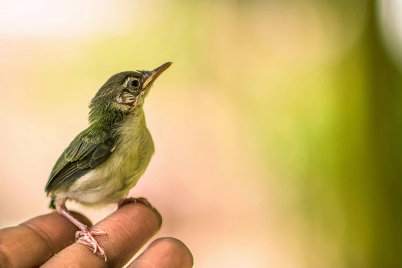 a small bird perched on a persons hand, by Ibrahim Kodra, pexels contest winner, green and pink, avatar image, tiny mouth, young male