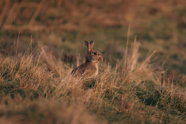 a rabbit that is sitting in the grass, by Peter Churcher, unsplash contest winner, warm light, rocky grass field, hunting, high quality photo