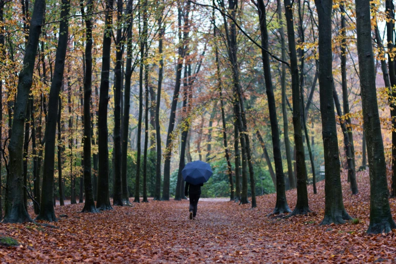 a person walking through a forest with an umbrella, by Eglon van der Neer, unsplash, autum, 2 5 6 x 2 5 6 pixels, botanic garden, dezeen