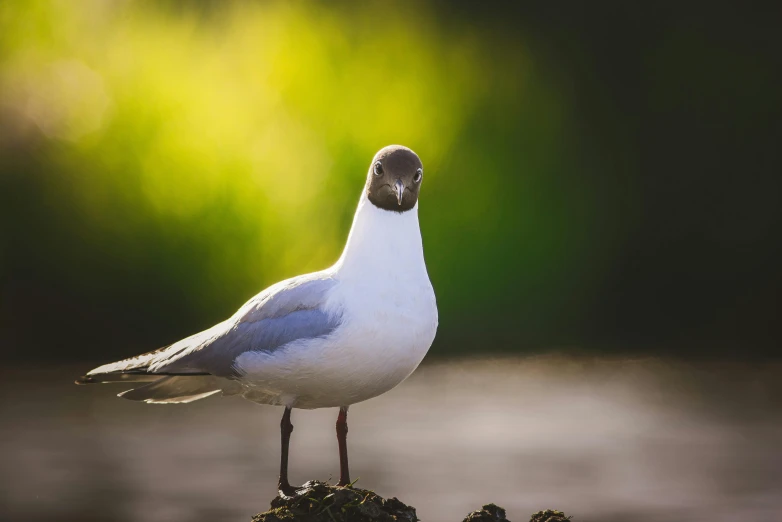 a white and black bird standing on a rock, unsplash contest winner, happening, warmly lit, seagull, cross-eyed, bird poo on head