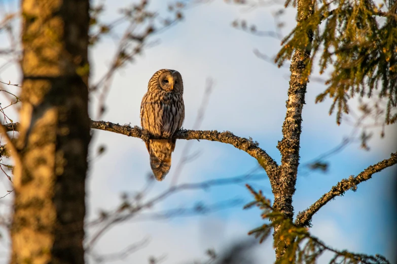 a large owl sitting on top of a tree branch, by Jesper Knudsen, pexels contest winner, bright nordic forest, afternoon light, slide show, hunting