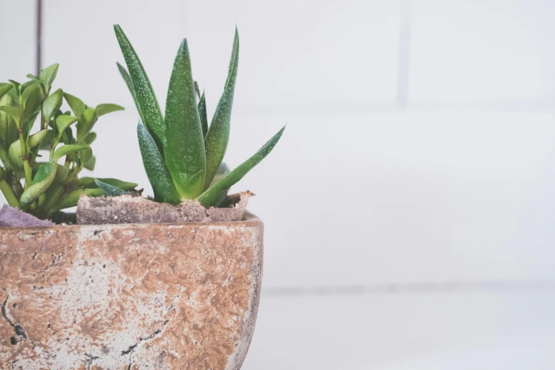 a close up of a potted plant on a table, inspired by Lewis Henry Meakin, trending on unsplash, rusticated stone base, white background and fill, short spout, spiky