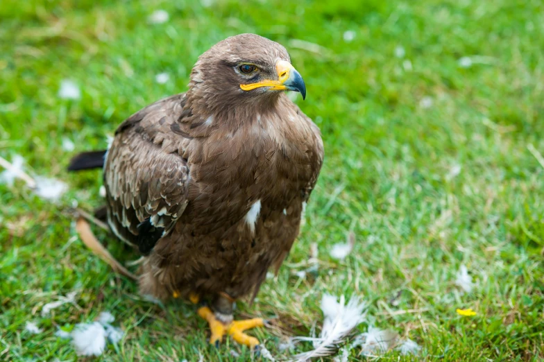 a brown bird standing on top of a lush green field, pexels contest winner, hurufiyya, with an eagle emblem, on ground, scottish, with a yellow beak