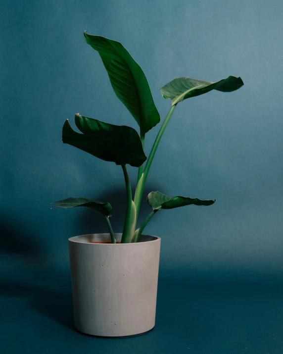 a plant that is sitting in a pot, a still life, unsplash, banana trees, made of cement, product introduction photo, pale green glow