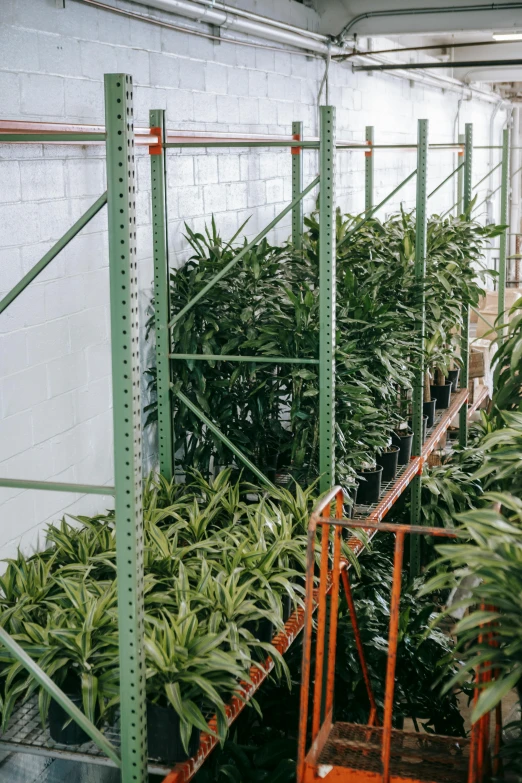 a room filled with lots of potted plants, in warehouse, bromeliads, top down shot, next to a plant