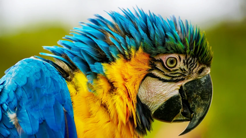 a close up of a blue and yellow parrot, pexels contest winner, madagascar, national geographic footage, fan favorite, feathery fluff