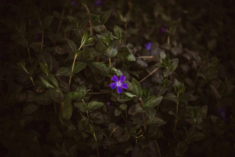 a purple flower sitting on top of a lush green field, a macro photograph, by Elsa Bleda, dark green leaves, blue, cinematic shot ar 9:16 -n 6 -g, vine and plants and flowers