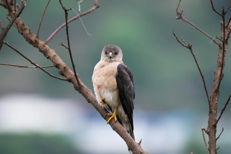 a bird sitting on top of a tree branch, a portrait, trending on pexels, hurufiyya, hawk, avatar image, australian, sri lanka