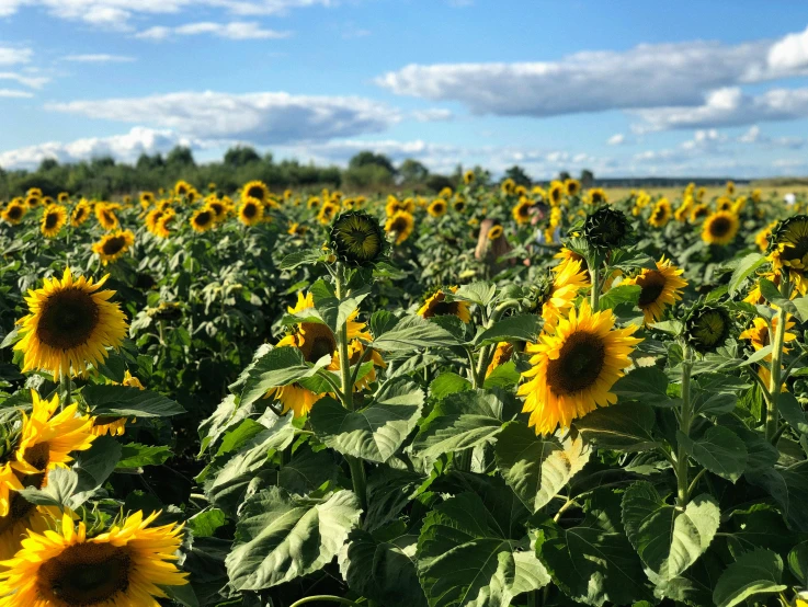 a field of sunflowers on a sunny day, unsplash, land art, sweden, 🌻🎹🎼, instagram photo, ready to eat