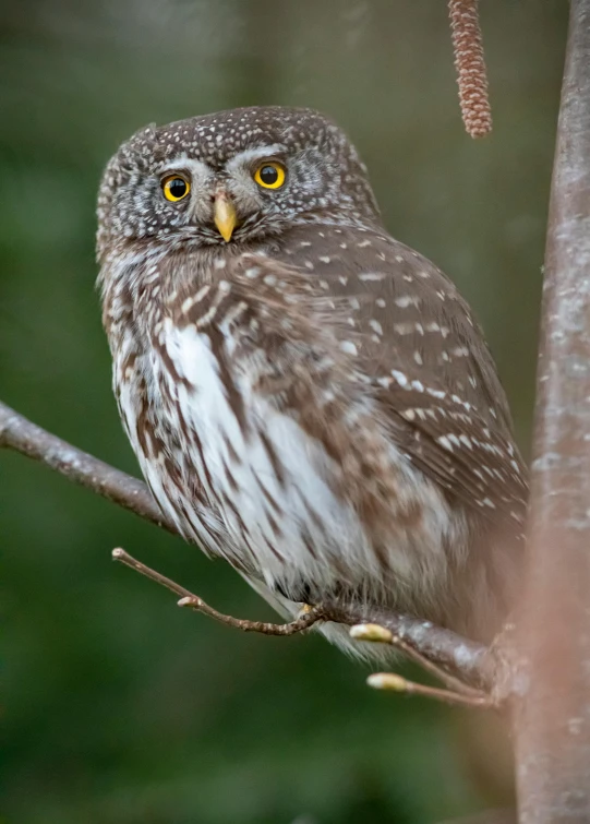 a small owl sitting on top of a tree branch, a portrait, by John Gibson, hurufiyya, large shot, australian, minn, wide