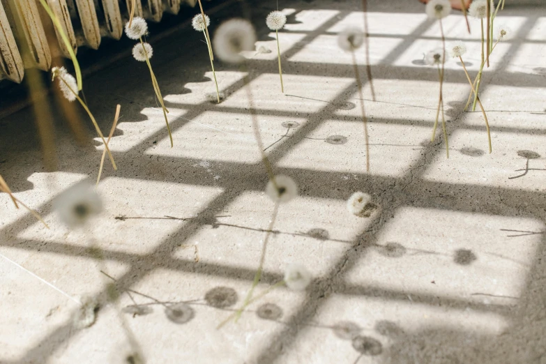 a person holding a bunch of dandelions in front of a window, unsplash, land art, on a checkered floor, beds of shadows, julia sarda, outdoor art installation