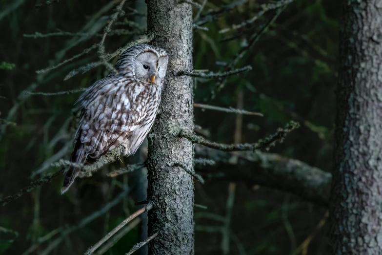 an owl sitting on top of a tree branch, inspired by Robert Bateman, pexels contest winner, silver haired, boreal forest, evening time, hunting