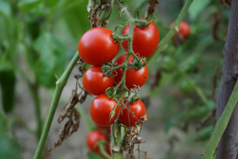 a close up of a bunch of tomatoes on a plant, profile image