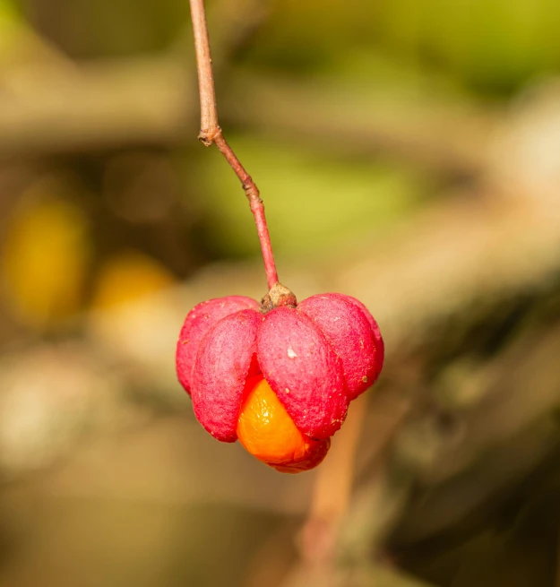 a close up of a flower on a tree branch, by Robert Brackman, hurufiyya, wild berry vines, red yellow, medium - shot, fruit