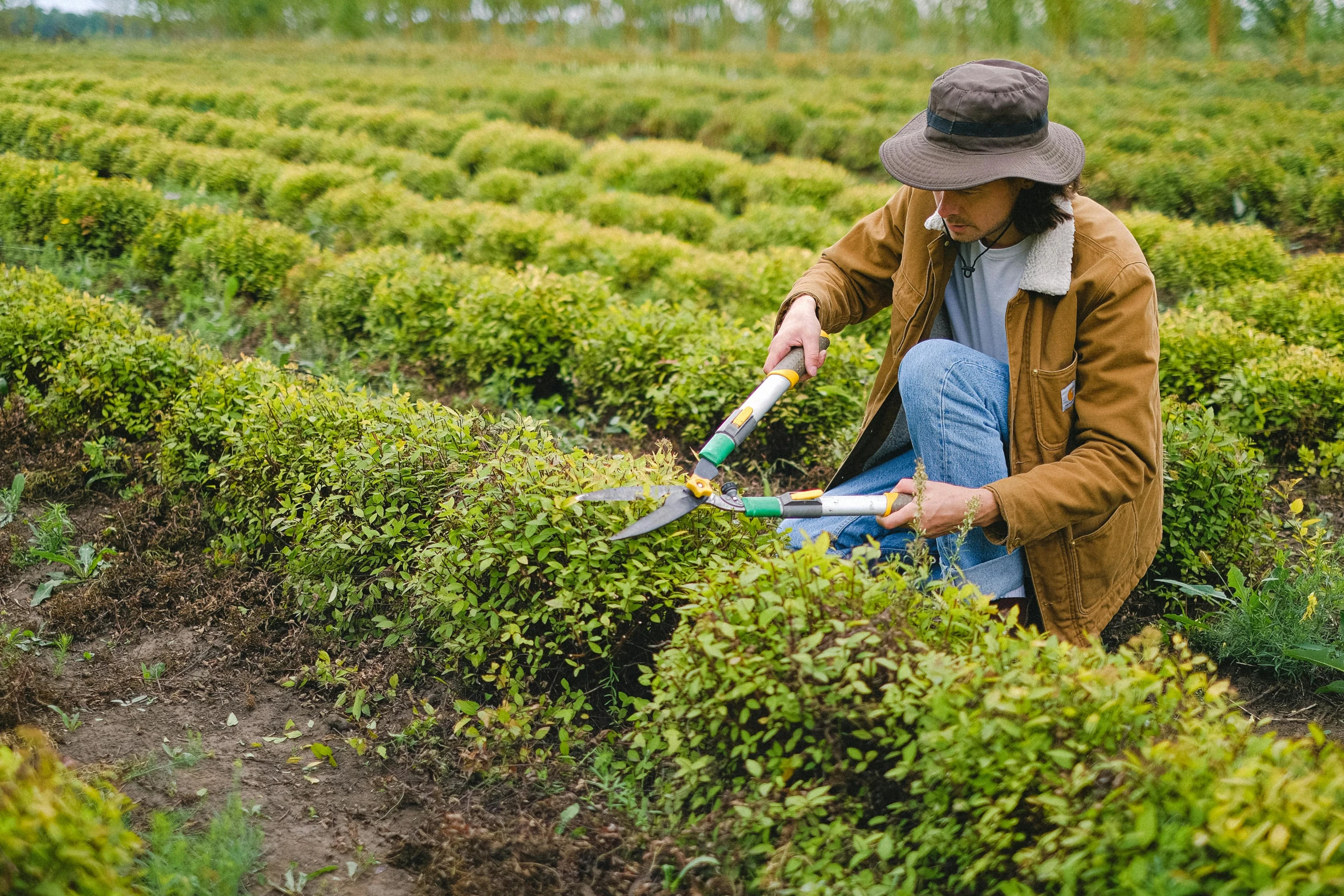 a woman is trimming a hedge in a field, by Nicolette Macnamara, pexels, tea, avatar image, wearing farm clothes, using a spade