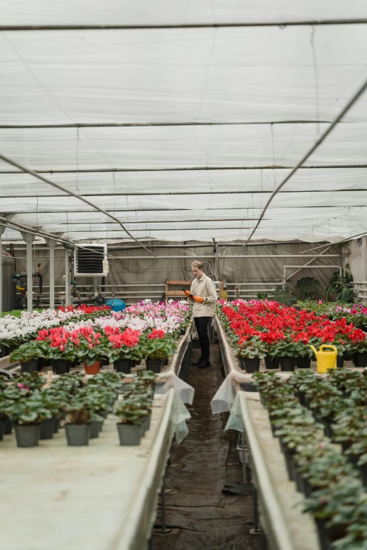 a woman walking through a greenhouse filled with potted plants, lined up horizontally, flowers around, a cozy