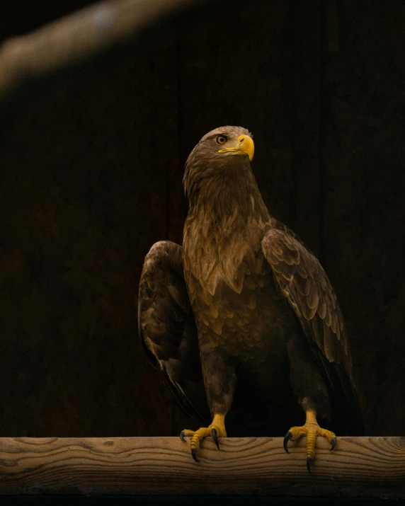 a close up of a bird of prey on a branch, pexels contest winner, hurufiyya, an arab standing watching over, museum quality photo, dark. no text, a wooden