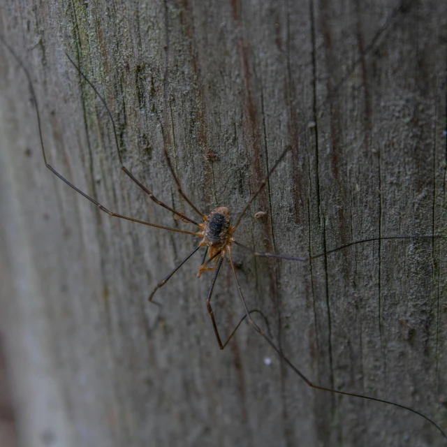 a spider sitting on top of a wooden post, long thin legs, intricate wires, on a wall, taken in the early 2020s