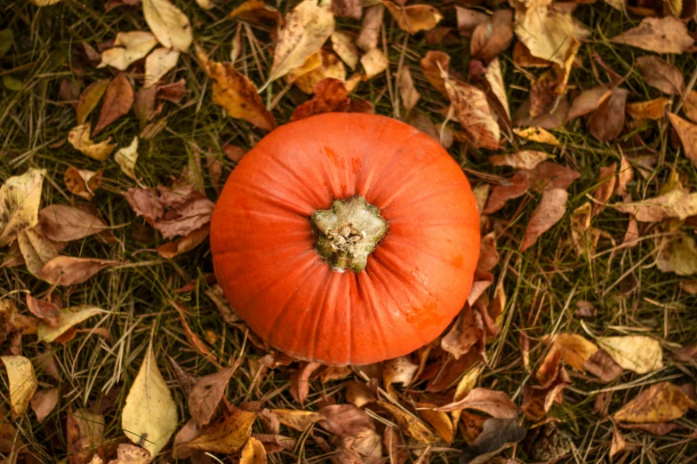 an orange pumpkin sitting on top of a pile of leaves, pexels, all enclosed in a circle, lying on the ground, 🦩🪐🐞👩🏻🦳, high resolution image