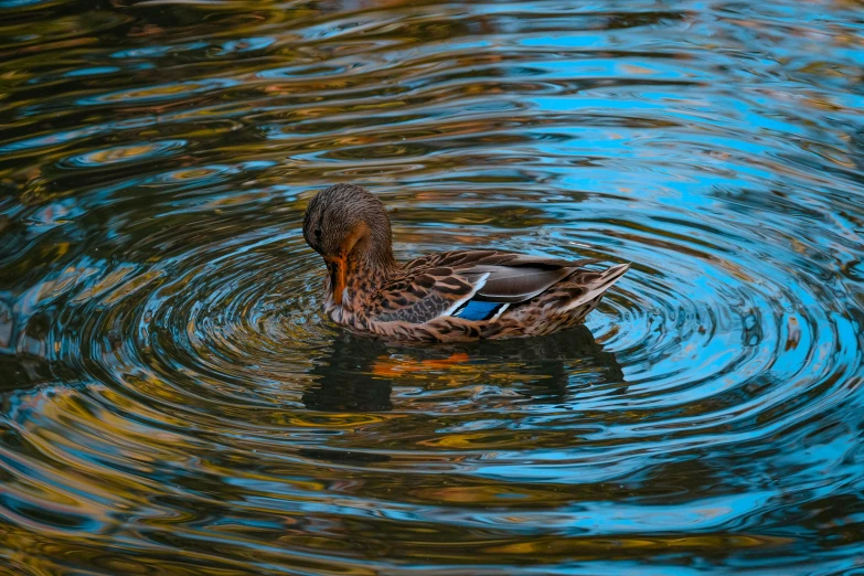 a duck floating on top of a body of water, inspired by Ethel Schwabacher, pexels contest winner, photorealism, colorful swirly ripples, shot on sony a 7 iii, autumn tranquility, blue reflections