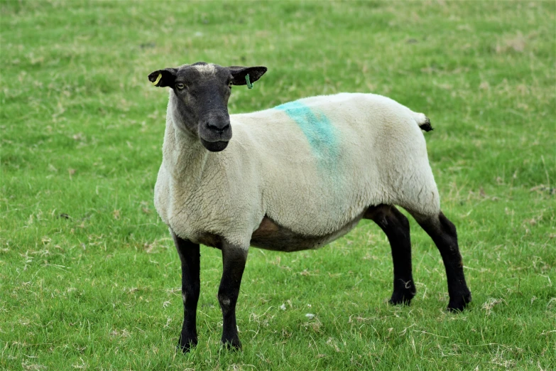 a sheep standing on top of a lush green field, white and teal garment, taken in the early 2020s, full faced, no cropping