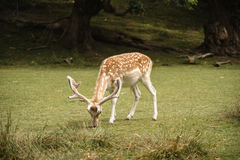 a deer that is standing in the grass, on a green lawn