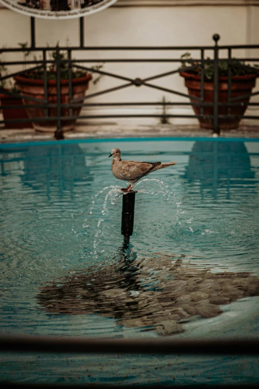 a bird sitting on a post in a pool, unsplash contest winner, renaissance, water jets, naples, low quality photo, brown