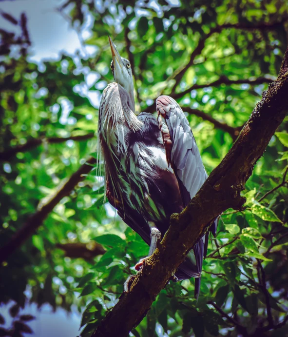 a bird sitting on top of a tree branch, pexels contest winner, hurufiyya, heron, lush surroundings, facing away, museum quality photo