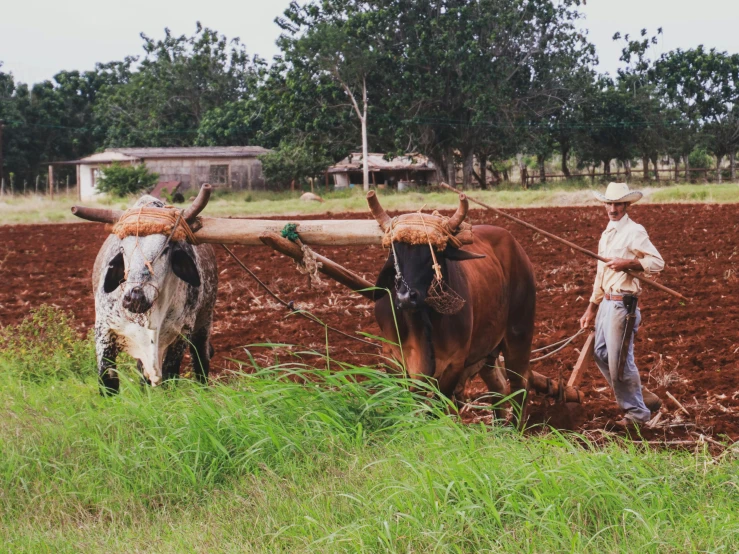 a man plowing a field with two oxen, unsplash, figuration libre, cuban setting, 🦩🪐🐞👩🏻🦳, avatar image, university