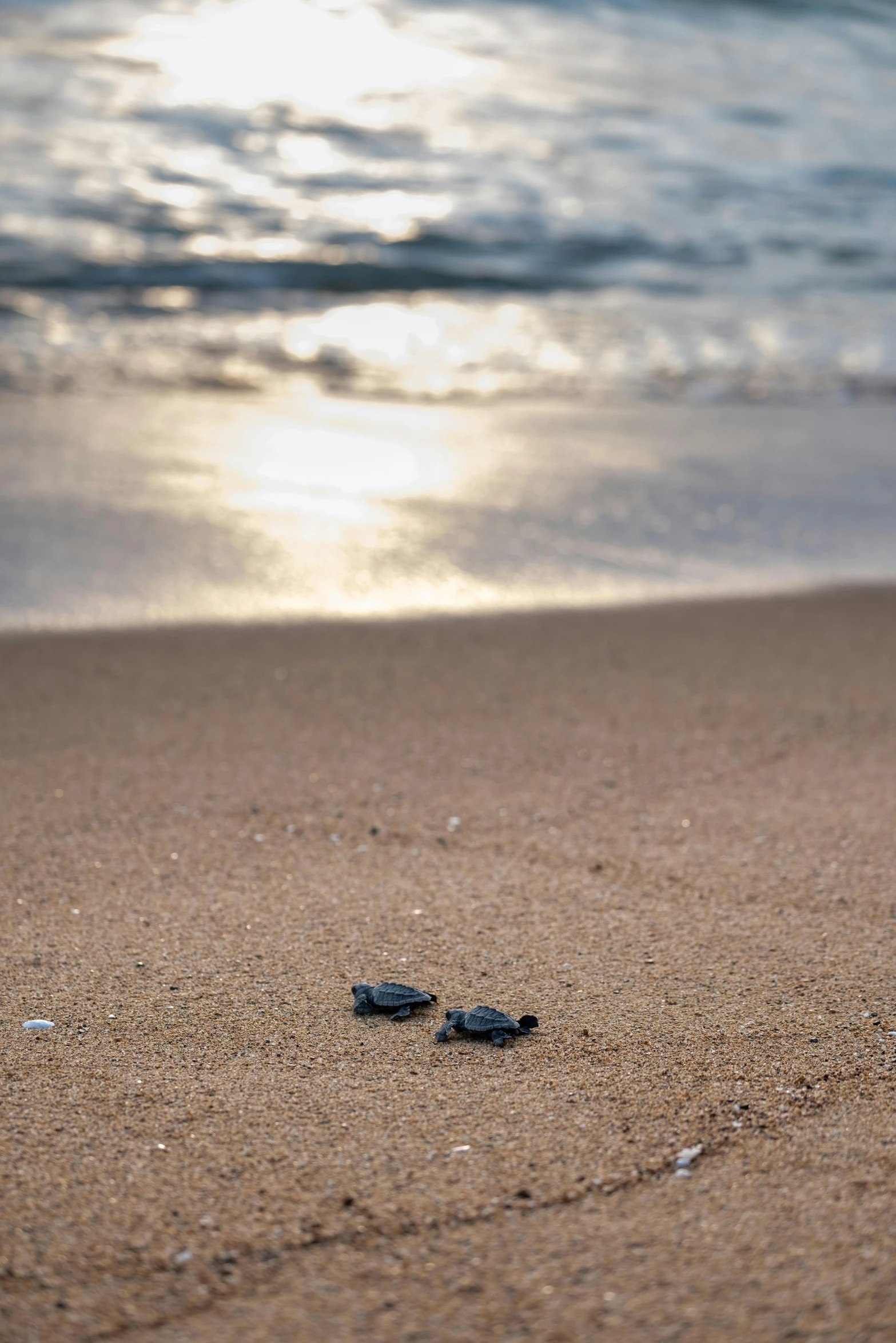 two baby turtles make their way to the ocean, by Daniel Seghers, unsplash, end of day, multiple stories, rays, 2 0 5 6