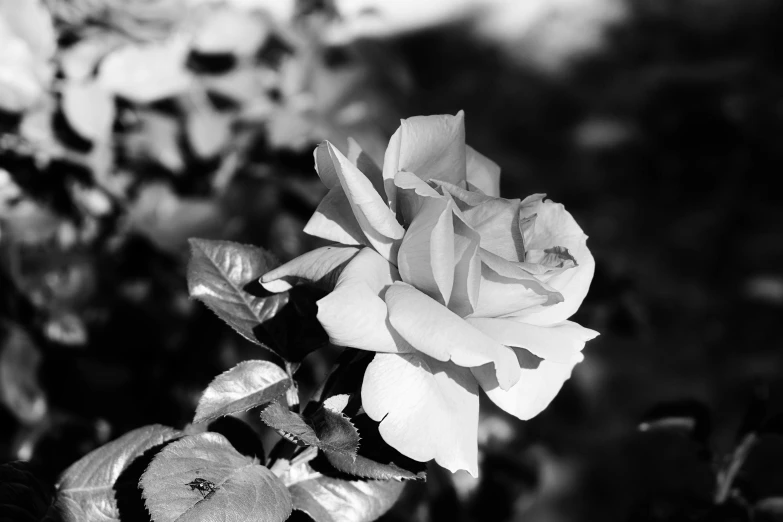 a black and white photo of a rose, shot with iphone 1 0, rose garden, 4k greyscale hd photography, pink rose