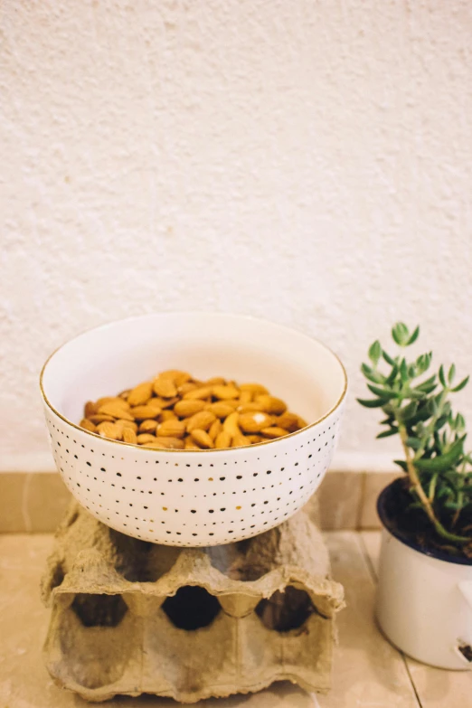 a white bowl filled with nuts next to a potted plant, unsplash, arabesque, low quality photo, made of glazed, gold, brown almond-shaped eyes