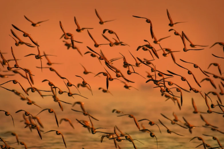 a flock of birds flying over a body of water, pexels contest winner, orange / pink sky, flying beetles, national geographic photograph, album