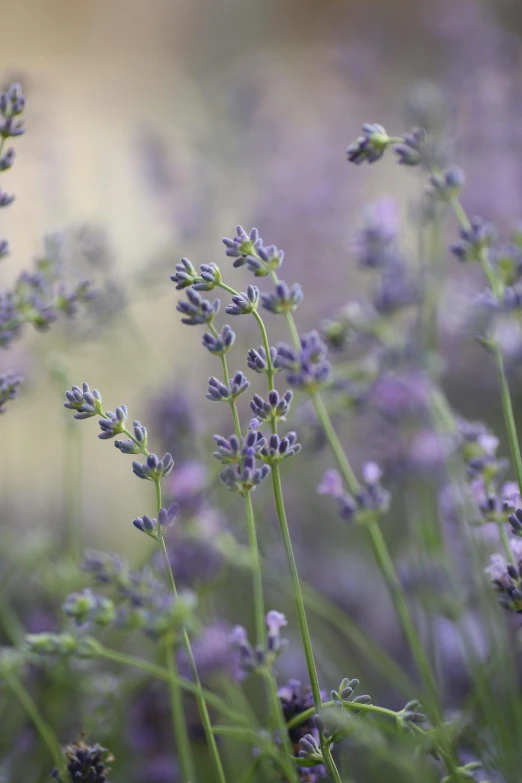 a close up of a bunch of lavender flowers, by David Simpson, unsplash, slight haze, mediumslateblue flowers, low detail, herbs