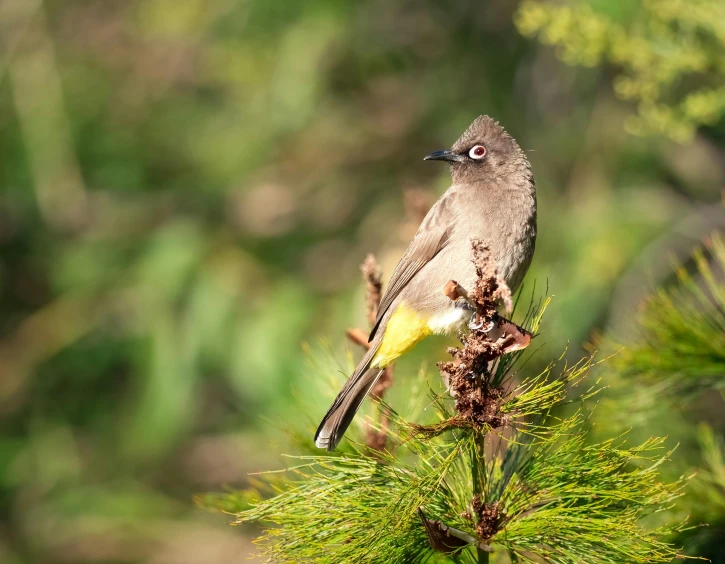 a bird sitting on top of a tree branch, by Jan Tengnagel, pexels contest winner, mingei, yellow, grayish, birdeye, mid 2 0's female