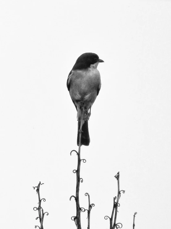 a bird sitting on top of a tree branch, a black and white photo, arabesque, on a pale background, standing upright like people, ansel ], with small nose