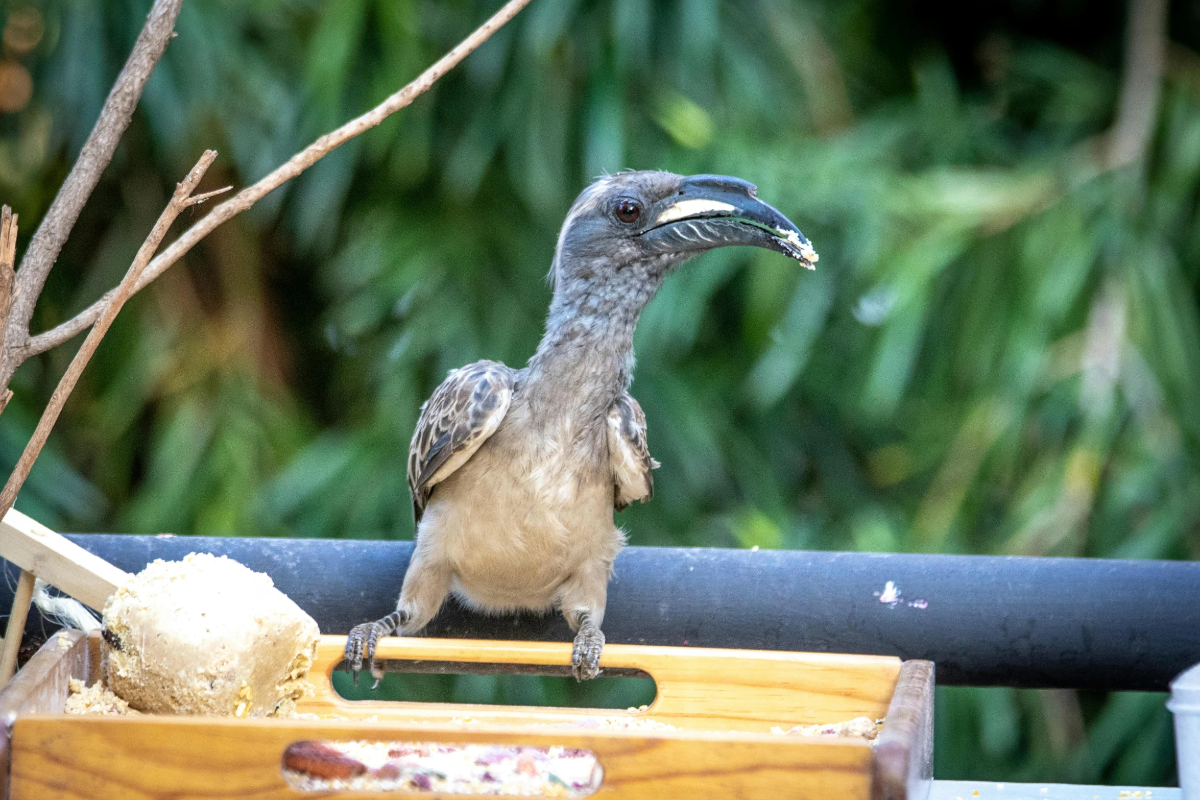 a bird sitting on top of a wooden box, by Bernie D’Andrea, pexels contest winner, sumatraism, eating outside, male emaciated, waving at the camera, in the zoo exhibit