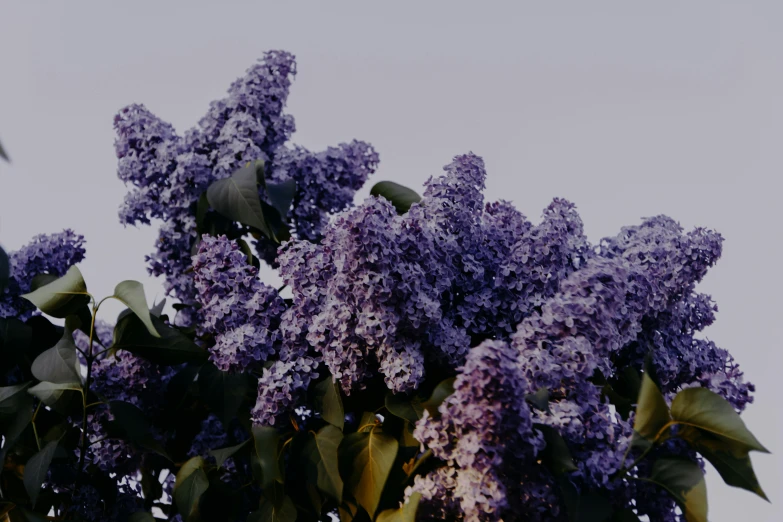 a bunch of purple flowers sitting on top of a tree, trending on unsplash, rendered in povray, soft lilac skies, real engine 5 cinematic, lush flora