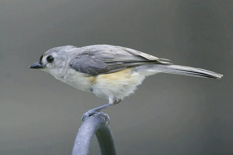 a small bird sitting on top of a metal pole