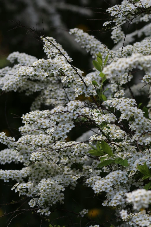 a bush of white flowers with green leaves, many thick dark knotted branches, zoomed in shots, no cropping, nothofagus