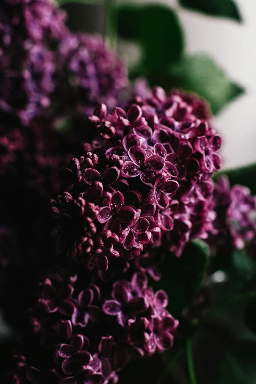 a close up of a bunch of purple flowers, smooth intricate, lilacs, alessio albi, highly polished