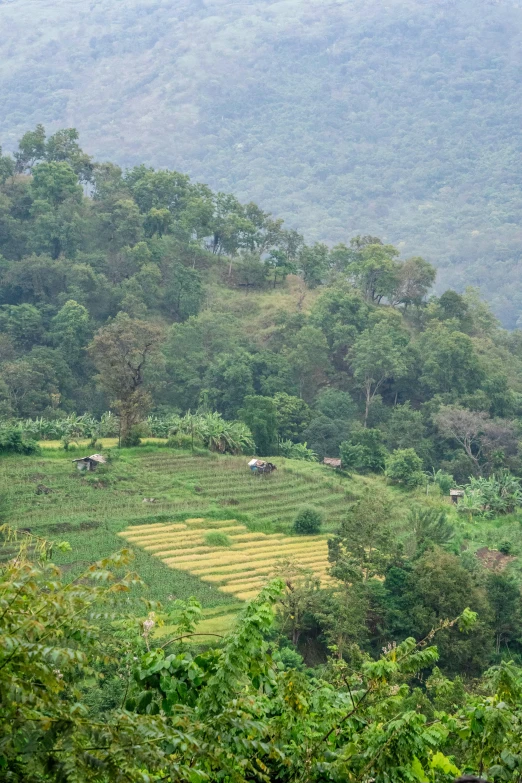 a herd of cattle standing on top of a lush green hillside, inspired by Nam Gye-u, cambodia, square, terraces, touring