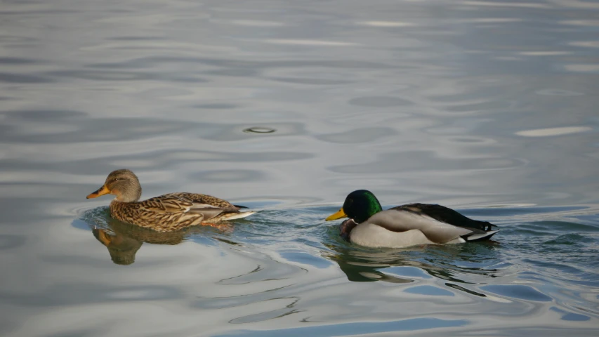 a couple of ducks floating on top of a body of water, by Jan Tengnagel, pexels contest winner, hurufiyya, crisp detail, male and female, brockholes, they are close to each other